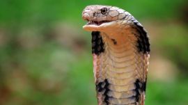 According to the police in southern Bavaria state, the 'snake charmer' let one of the snakes, believed to a cobra, crawl into the trousers of the 57-year-old man, before it bit him in the leg.
