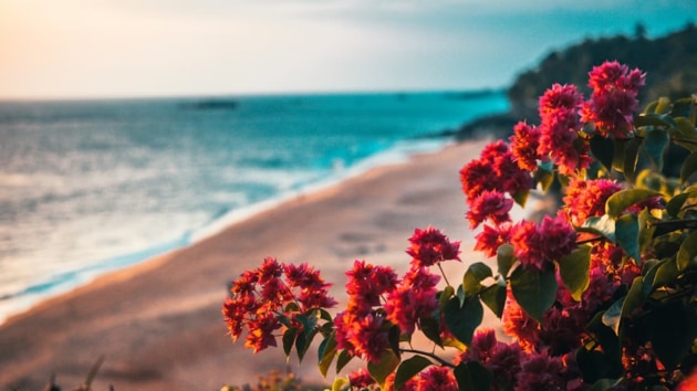 flowers