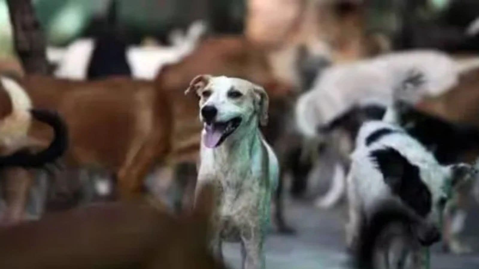 BMC moves to build Mumbai’s first civic shelter for stray dogs, invites NGOs