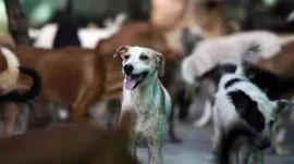 BMC stray dog shelter