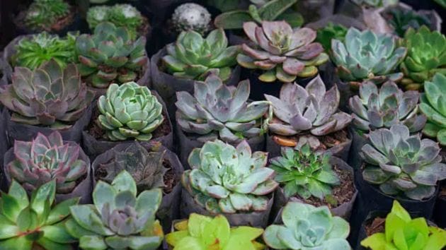 plants