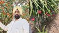 Kinnows to dragon fruit, saffron to pearls: a lesson in data-driven diversification from a Bathinda farm
