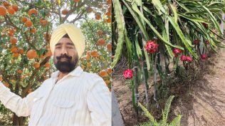 Sukhpal Singh Bhullar and his dragon fruit farm (right). (Express Photo)