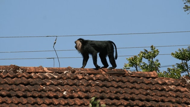 animals