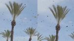 Israel bee swarm alert