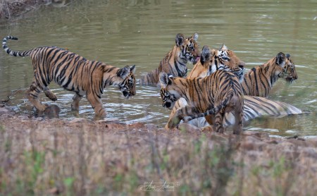 Tadoba-Andhari Tiger Reserve