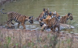 Tadoba-Andhari Tiger Reserve