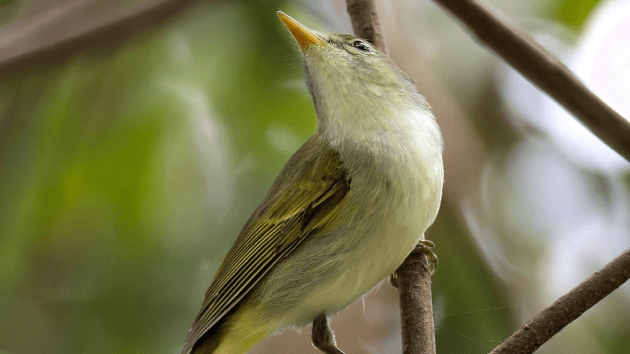 birds
