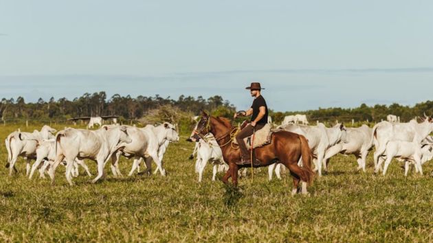 cowboys