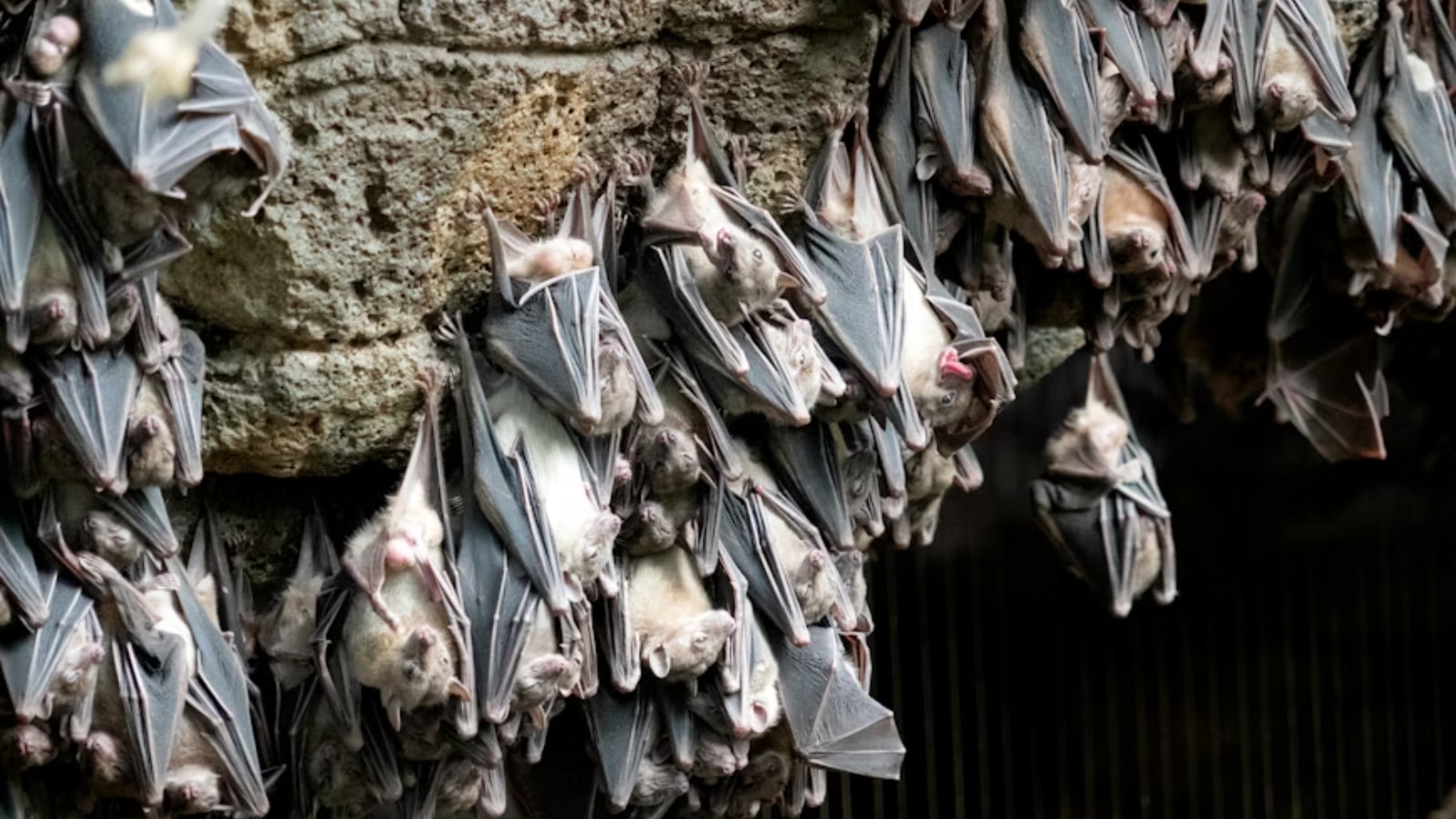 From pest control to pollination: 6 surprising reasons to appreciate bats