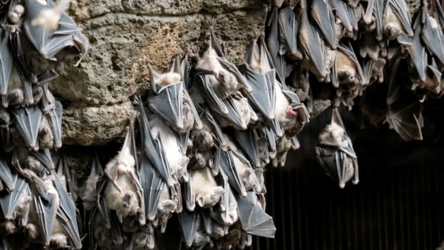 bats