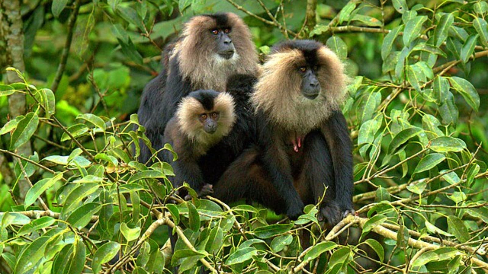 Meet the lion-tailed macaque