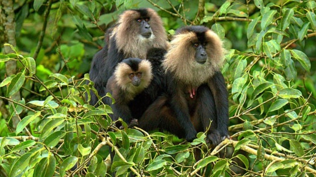 animals
