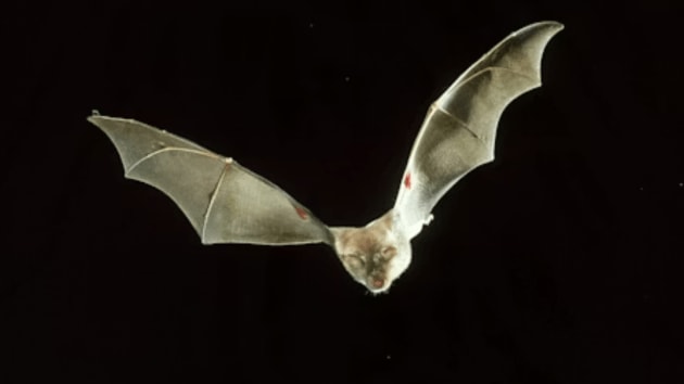 bats