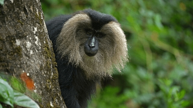 animals