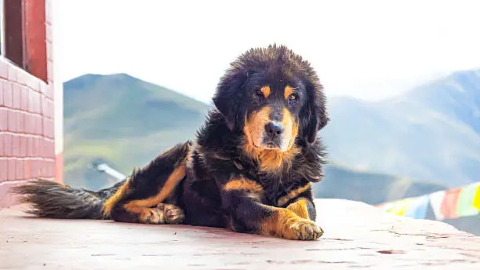 Meet the dogs that have survived since ancient times