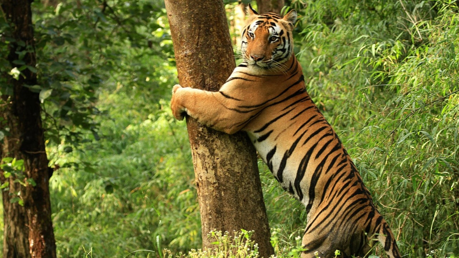 Discovery of tiger carcass in Goa forest puts spotlight on tussle over demand for big cat reserve in state