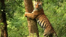tiger