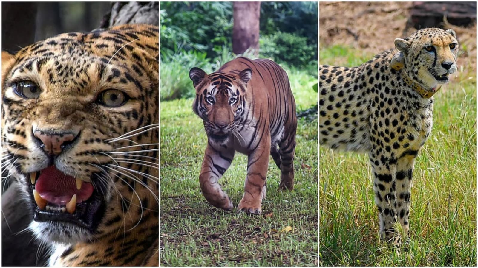 Tiger, leopard and cheetah together in Ranthambore: Why a conservationist calls it ‘not just a rare wildlife moment’