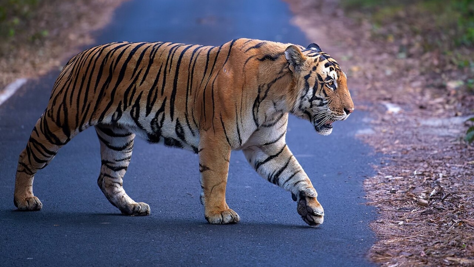 7 best places in India for near-certain tiger sightings