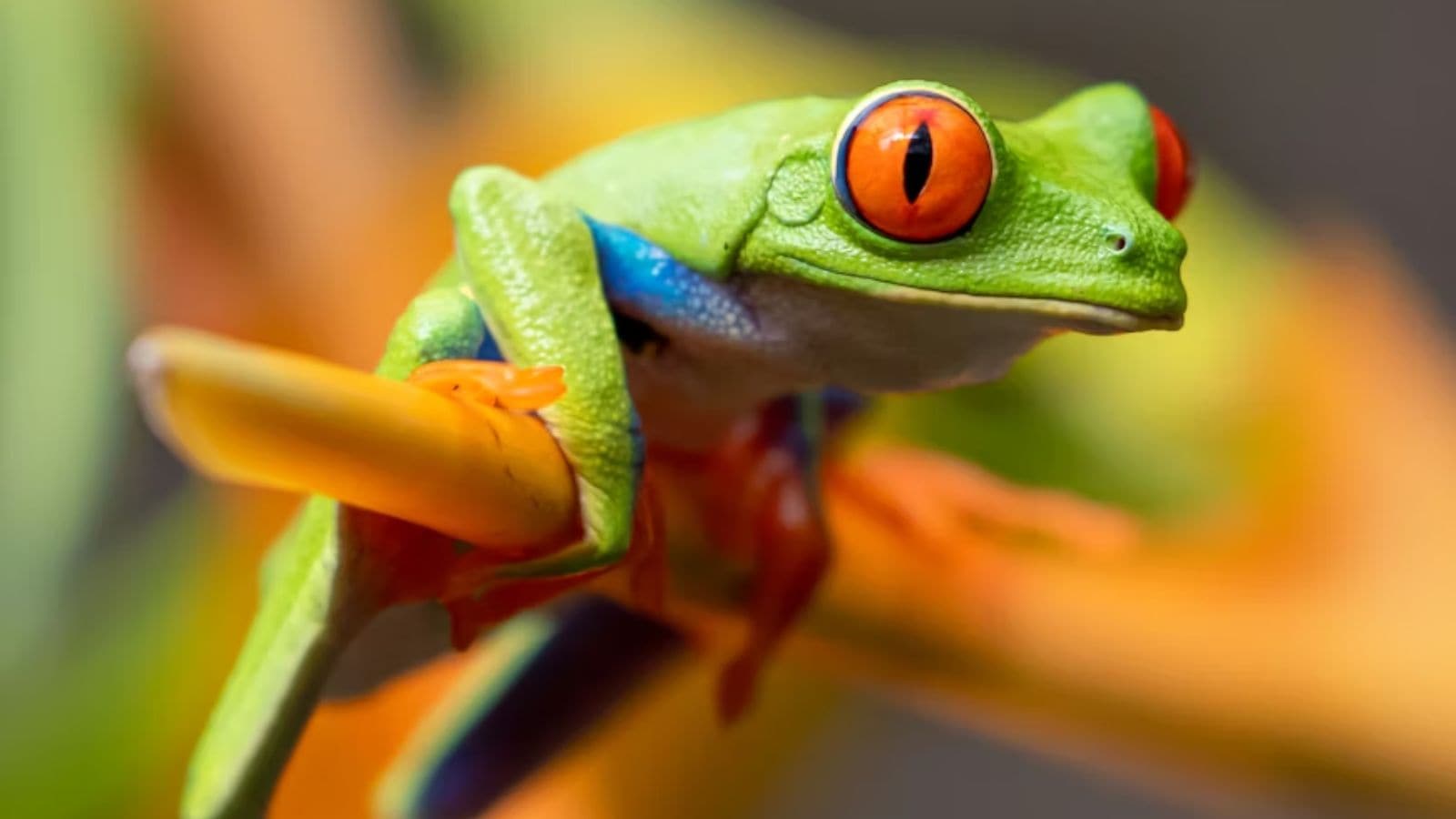 Animals that change colour (and why they do it)