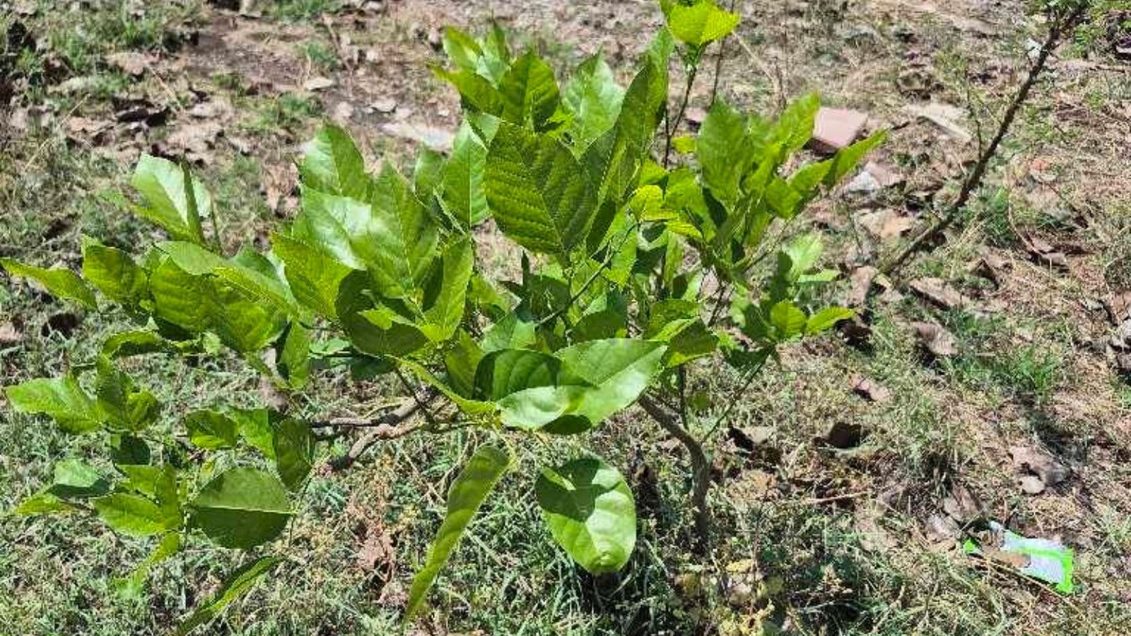 RFD project: Citizens group study shows 1,700 ‘transplanted’ trees missing