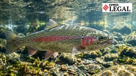 Himachal Pradesh High Court trout fish
