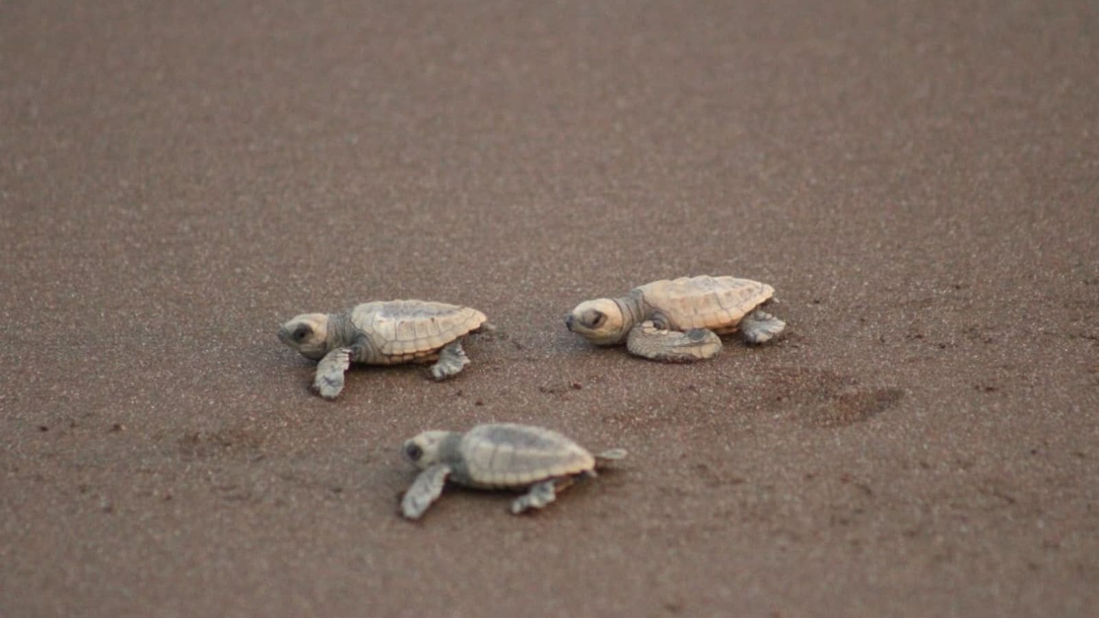 The Art of Baking: From Classic Bread to Artisan Pastries