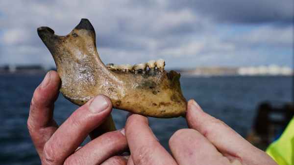 Dinamarca Nelson Navio