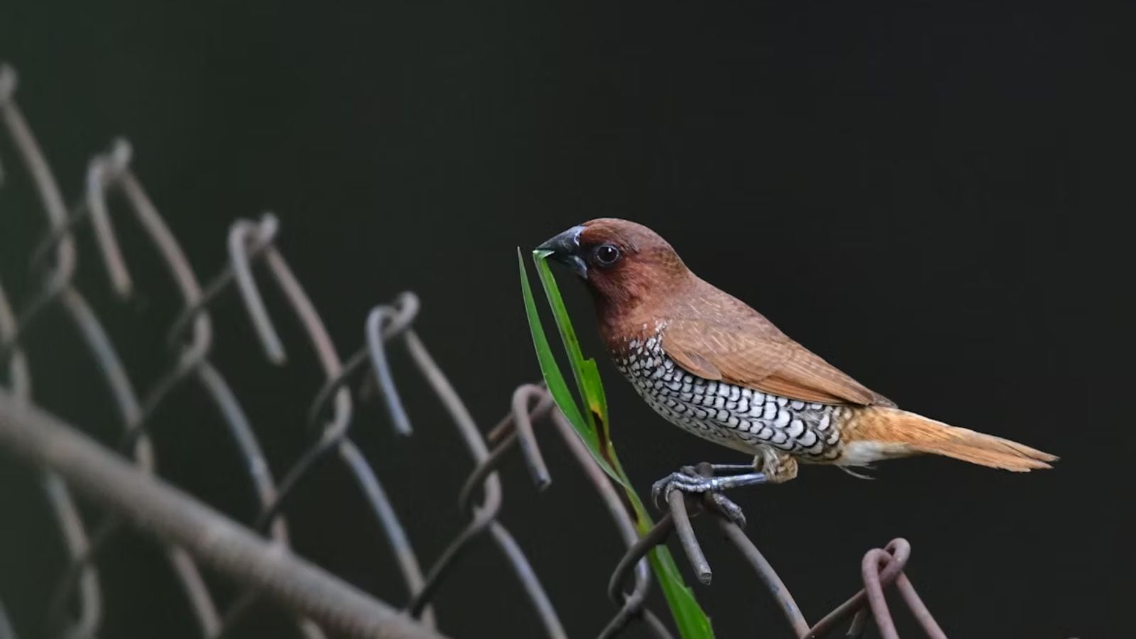 The Art of Baking: From Classic Bread to Artisan Pastries