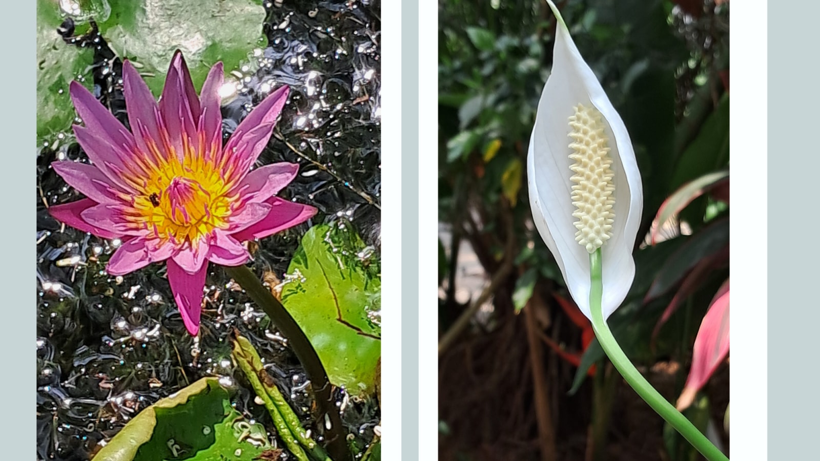 Are peace lilies real lilies? types, toxicity, and symbolism explained Are peace lilies real lilies? types, toxicity, and symbolism explained