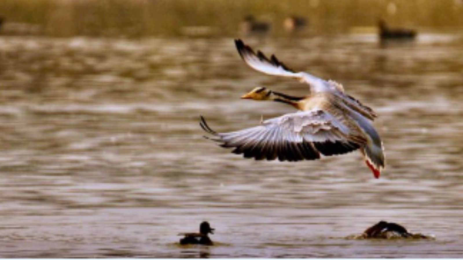 Uttar Pradesh has also emerged as the leading state in India for Ramsar-designated wetlands, now boasting 12 such sites.