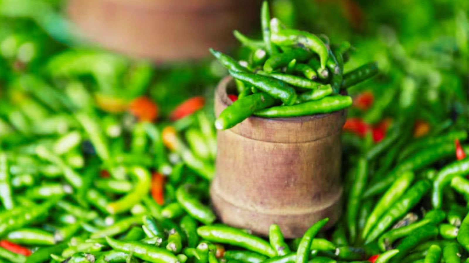 First consignment shipped to Dubai, what’s behind Ferozepur’s green chilli push