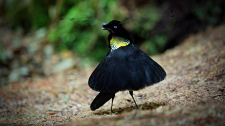 birds