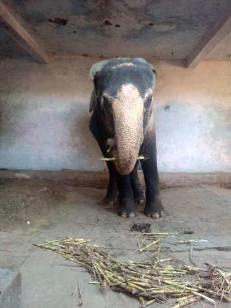 Elephant Chanchal