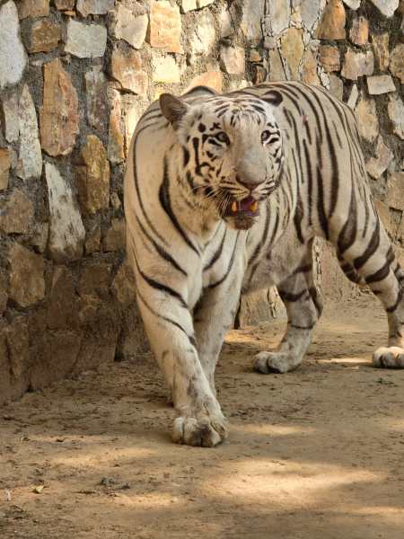 A white tiger pair at Vadodara’s Sayajibaug Zoo welcomed triplets, but only one cub survives.