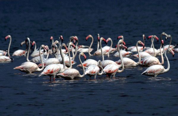 Due to drought conditions, the nesting of Siberian flamingos is being affected by a decline in their migration numbers. (Express Photo by Pavan Khengre)