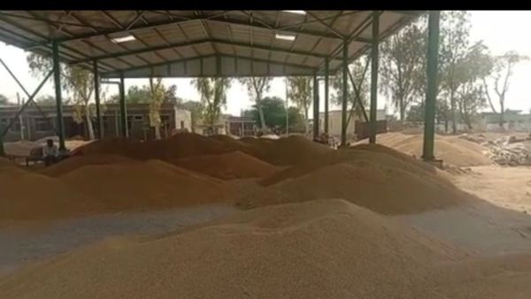 Punjab wheat