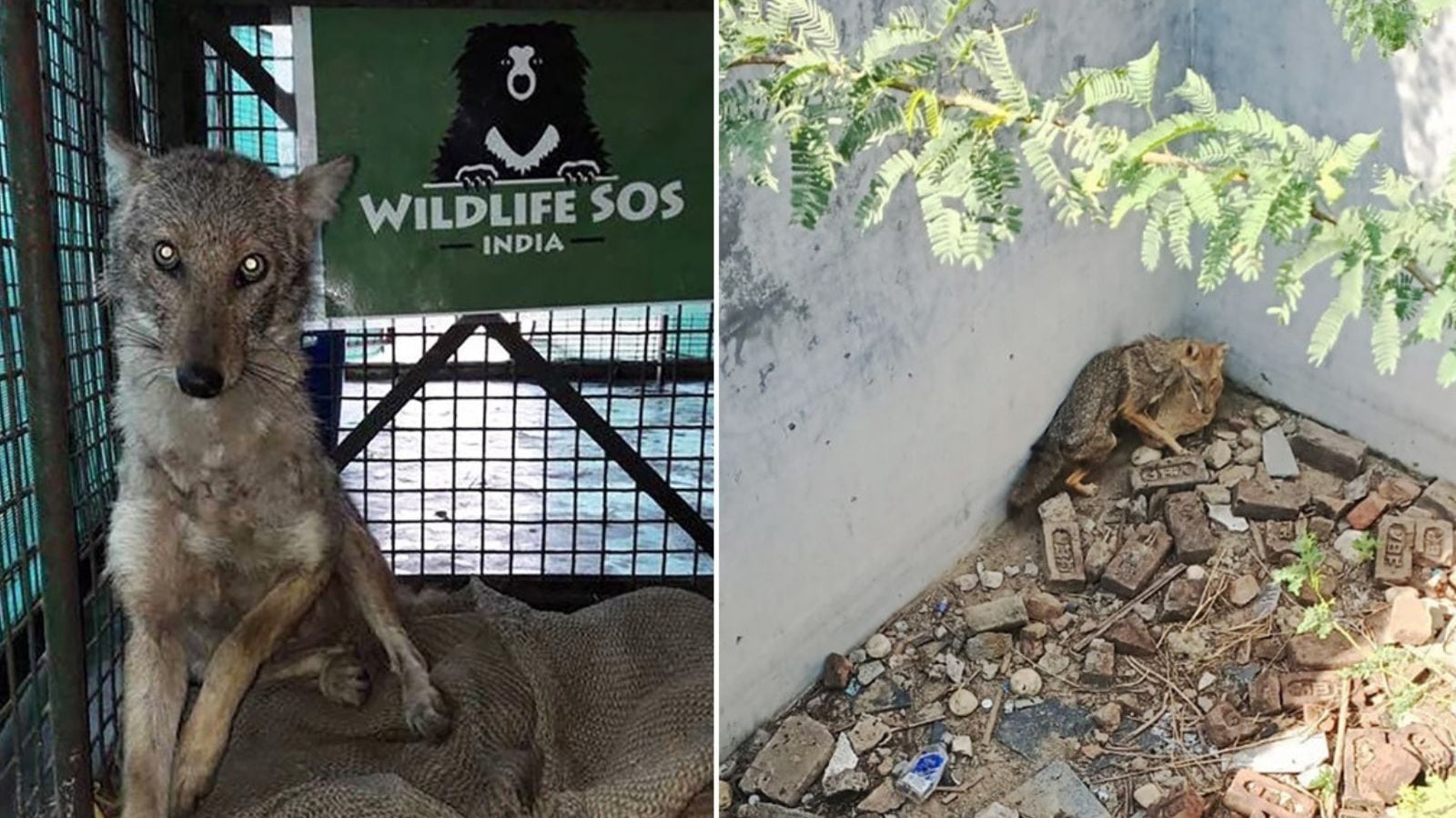 31 open wells secured; Wildlife SOS scales efforts prevent accidents in Junnar