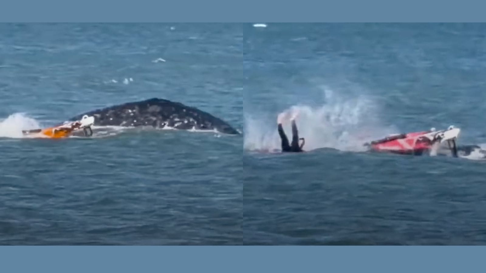 ‘It just popped up’: Chilling video shows the moment a windsurfer collides with a gray whale