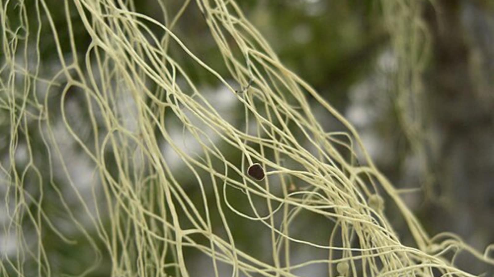 Nature’s most bizarre leaves