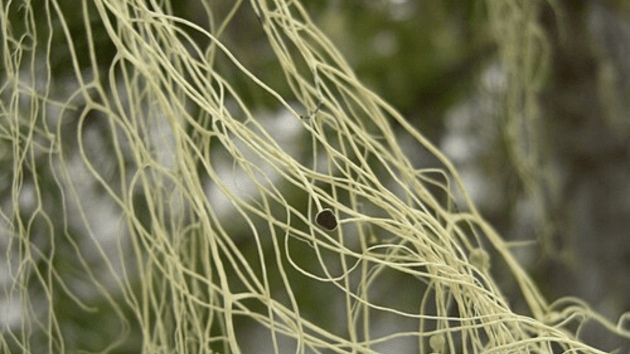 plants