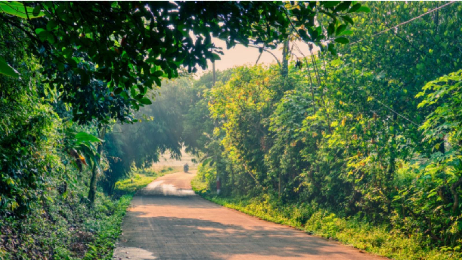 Submit compliance details, not ‘undertakings’ in penalty compensatory afforestation cases: Centre