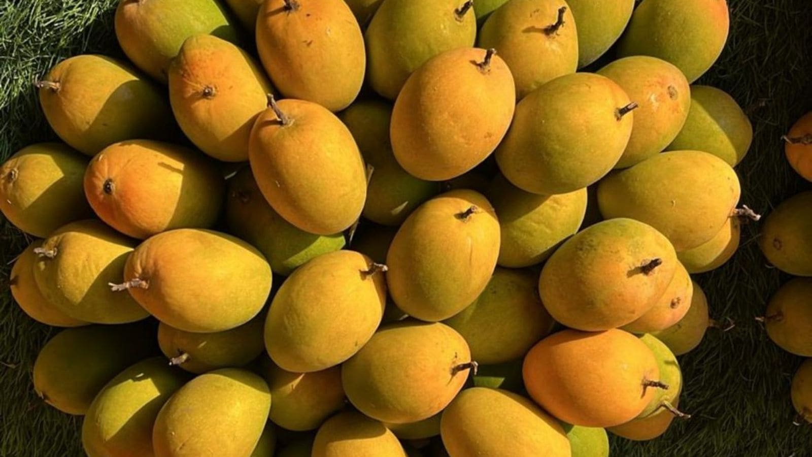 Konkan’s Alphonso in short supply: Erratic weather leaves mango growers counting heavy losses