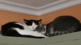 animals