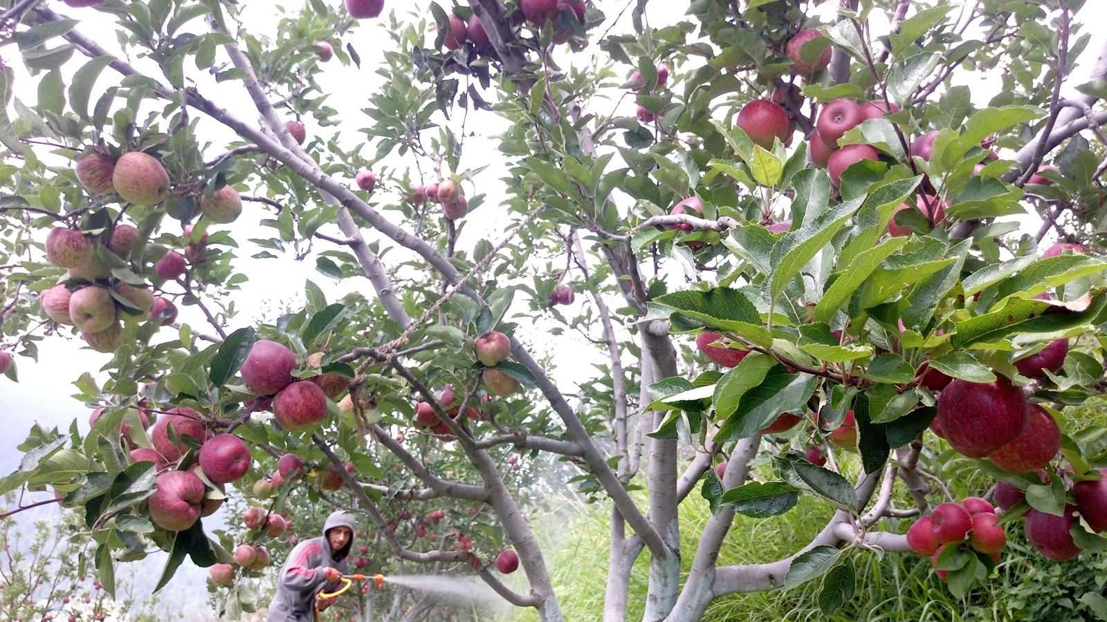 The Art of Baking: From Classic Bread to Artisan Pastries