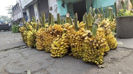 banana market