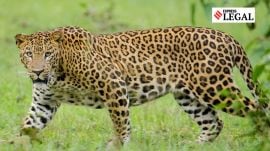Chhattisgarh High Court, Leopard