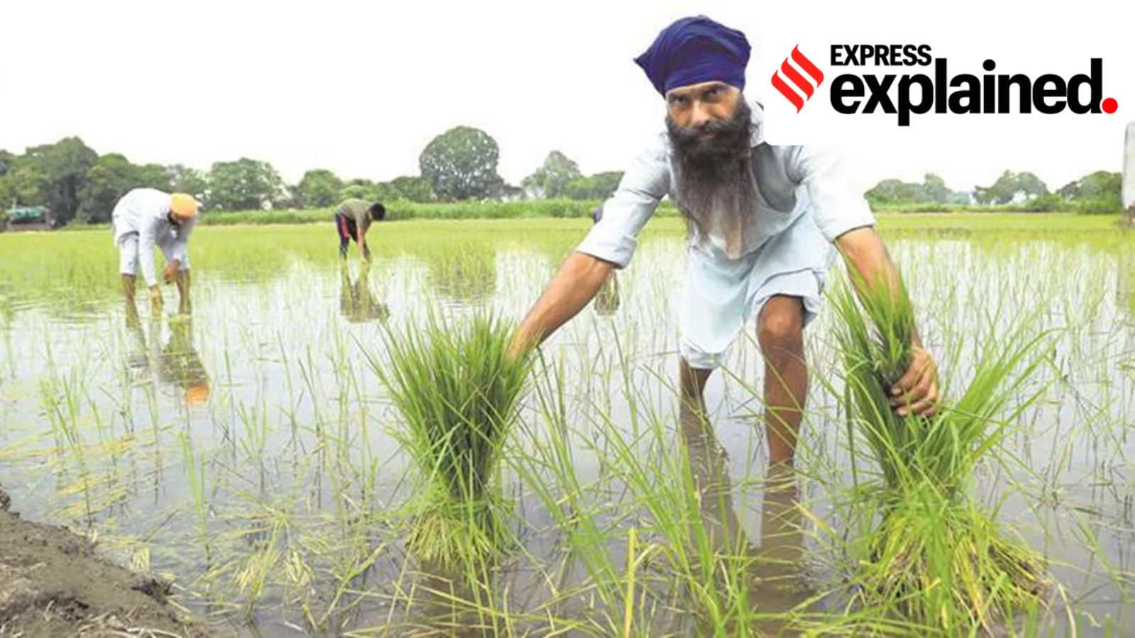 Explained: Why basmati exporters are invoking ‘force majeure’ amid Gulf Crisis