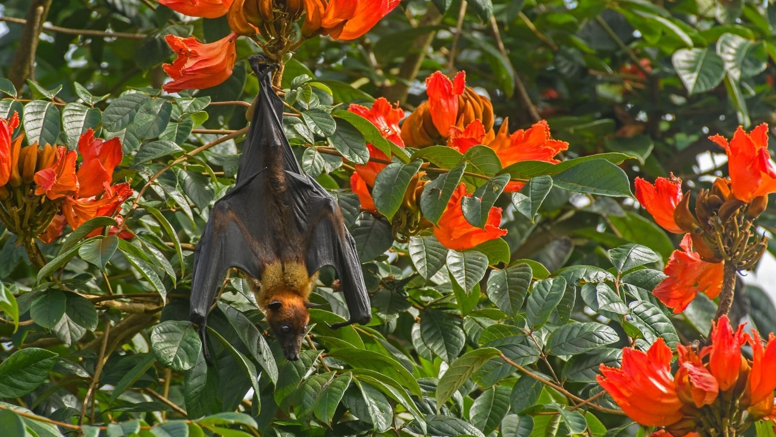 bat conservation assessment, bat conservation study, Bats, urbanisation, deforestation, climate impacts, State of India’s Bats, Nature Conservation Foundation, Bat Conservation International, Indian express news, current affairs